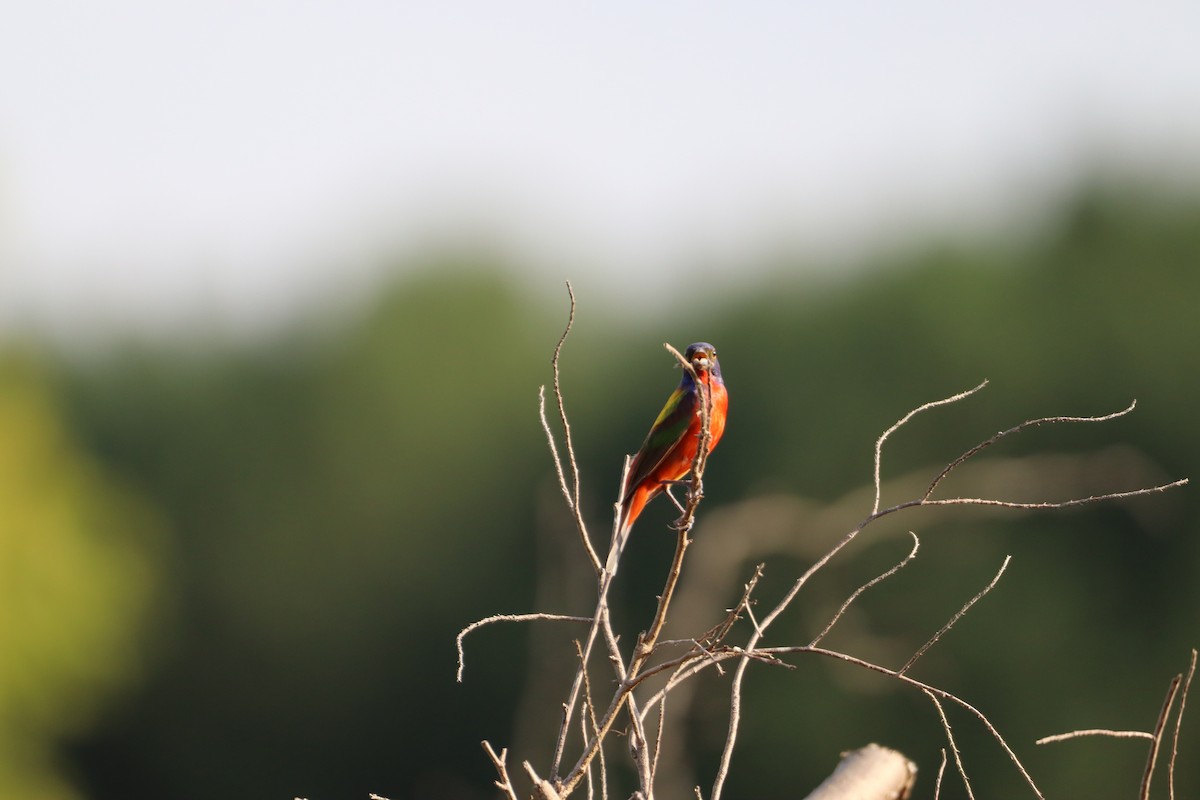 Painted Bunting - ML639424707