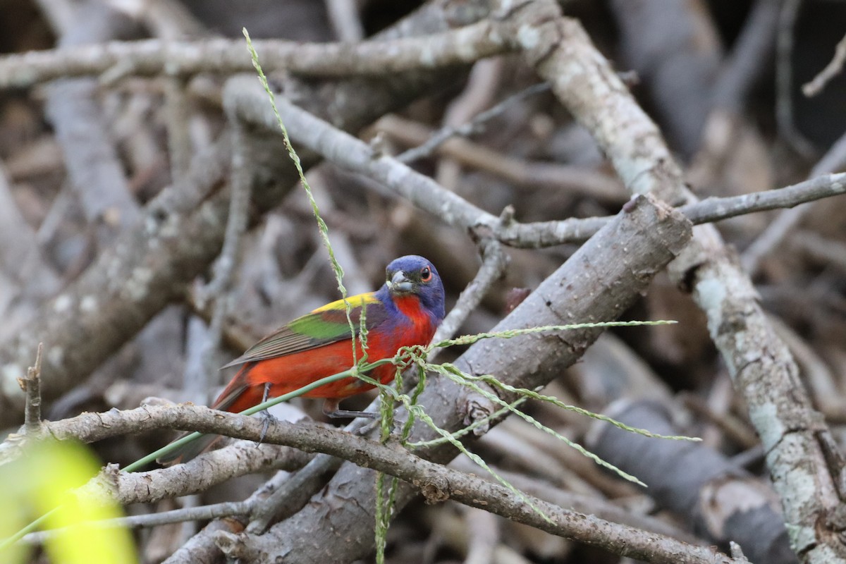 Painted Bunting - ML639424709
