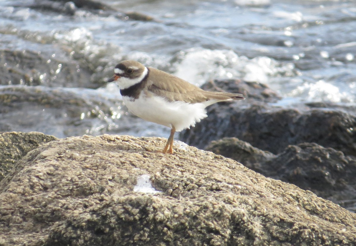 Semipalmated Plover - ML639424764