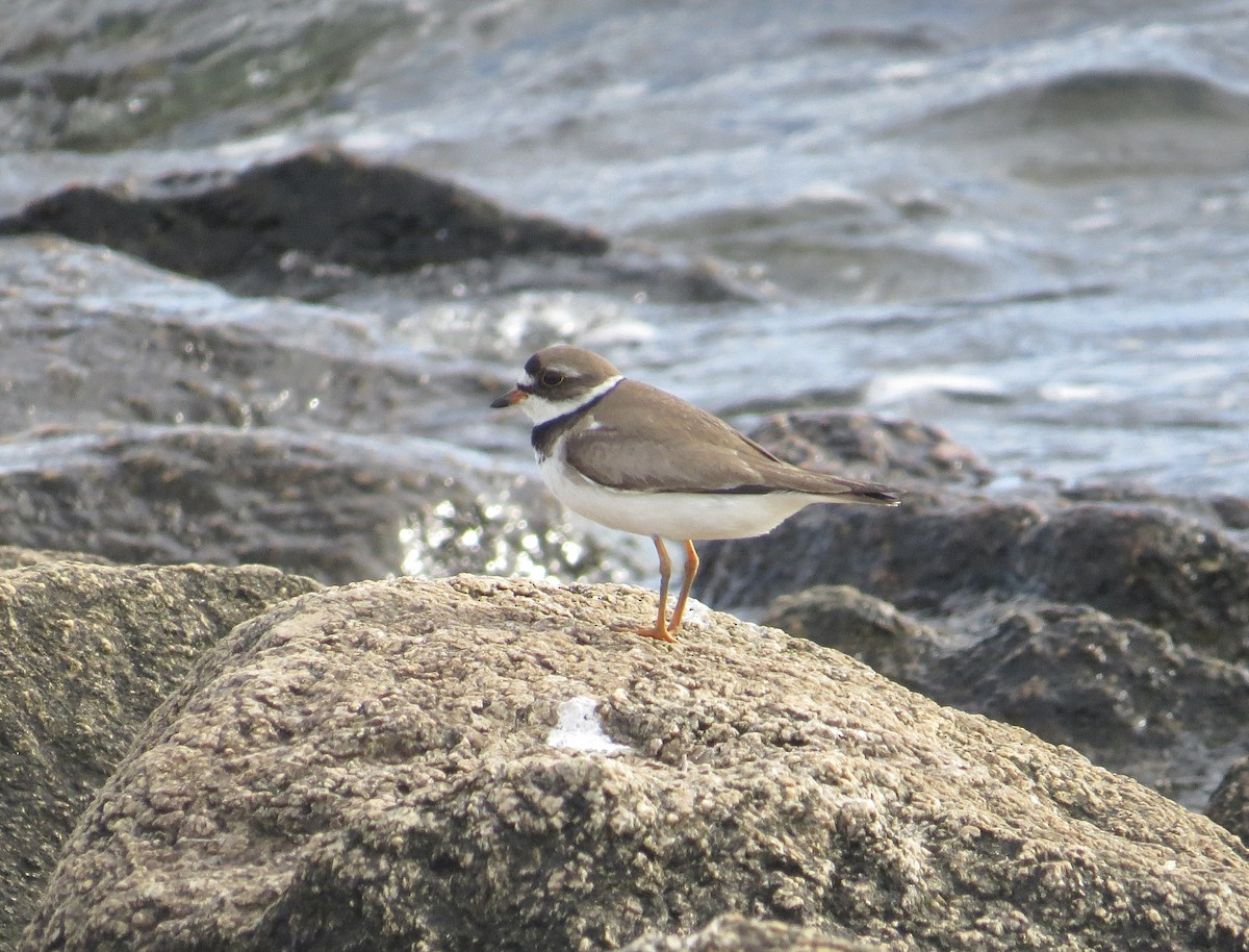Semipalmated Plover - ML639424765