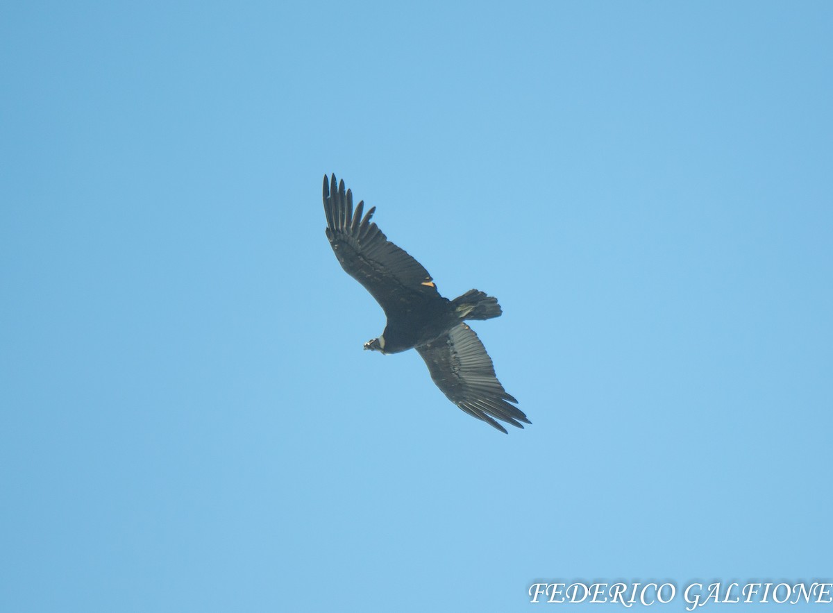 Andean Condor - ML639424801
