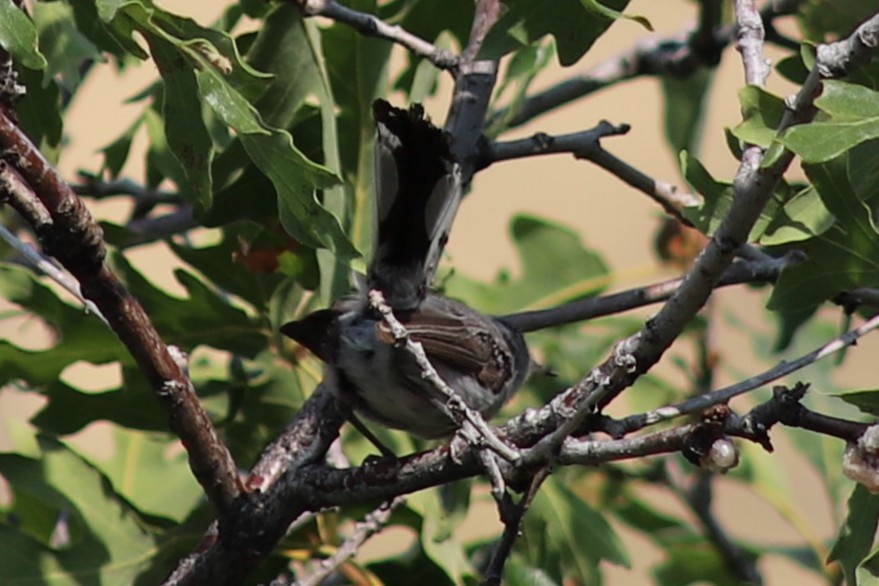 Blue-gray Gnatcatcher - ML639424810