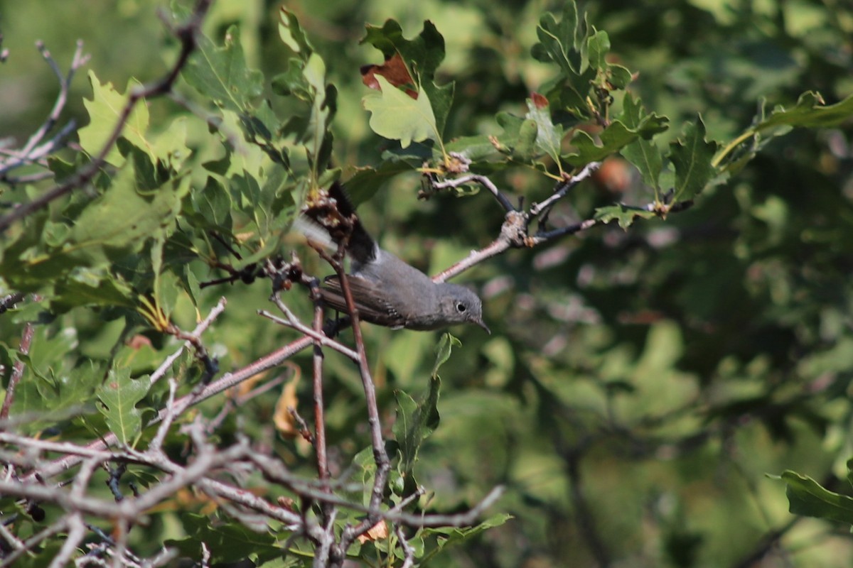Blue-gray Gnatcatcher - ML639424818