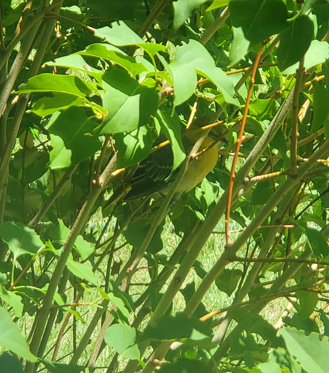 Bullock's Oriole - ML639424831