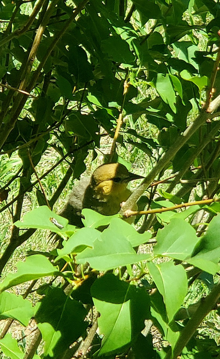 Bullock's Oriole - ML639424844