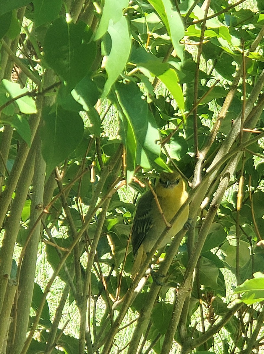 Bullock's Oriole - ML639424853