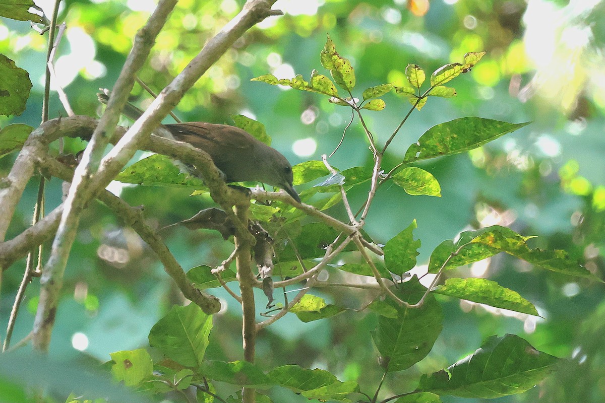 Fiji Shrikebill - ML639424859