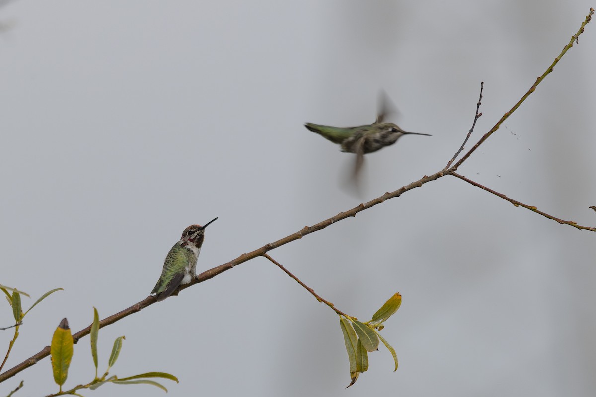 Anna's Hummingbird - ML639424888