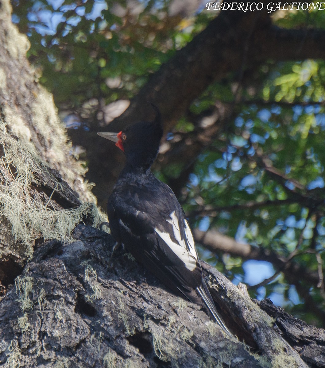 Magellanic Woodpecker - ML639424890