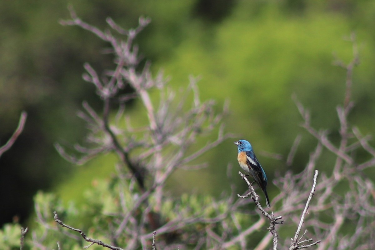 Lazuli Bunting - ML639424892