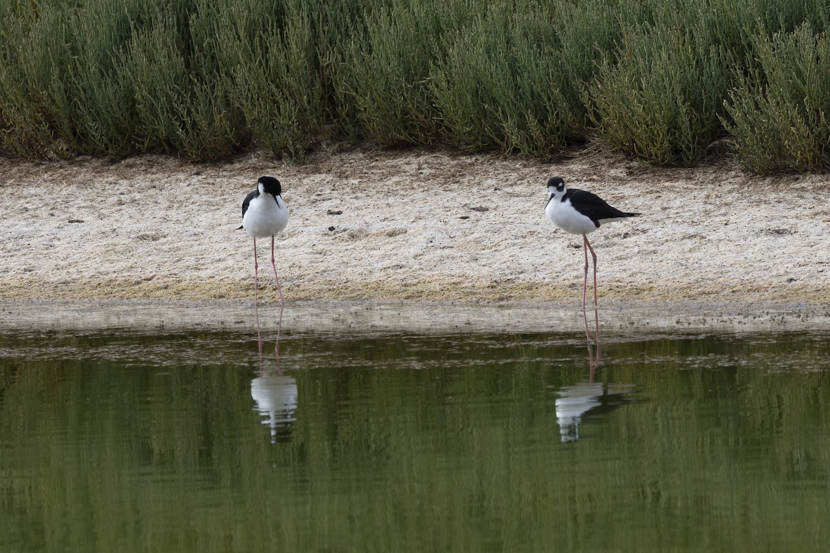 Black-necked Stilt - ML639424896