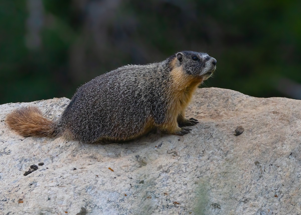 Yellow-bellied Marmot - ML639424897