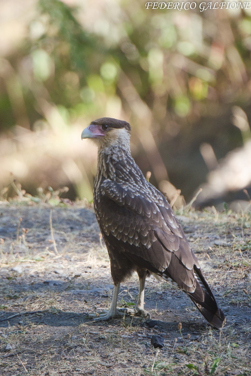 Crested Caracara - ML639424900