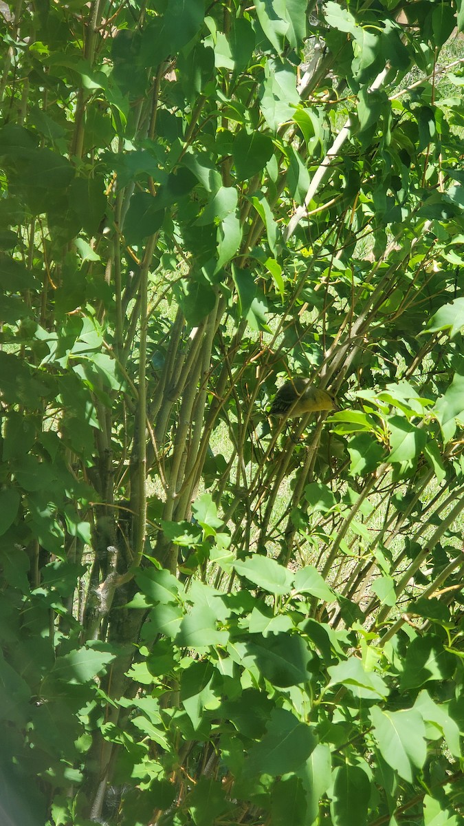 Bullock's Oriole - ML639424906