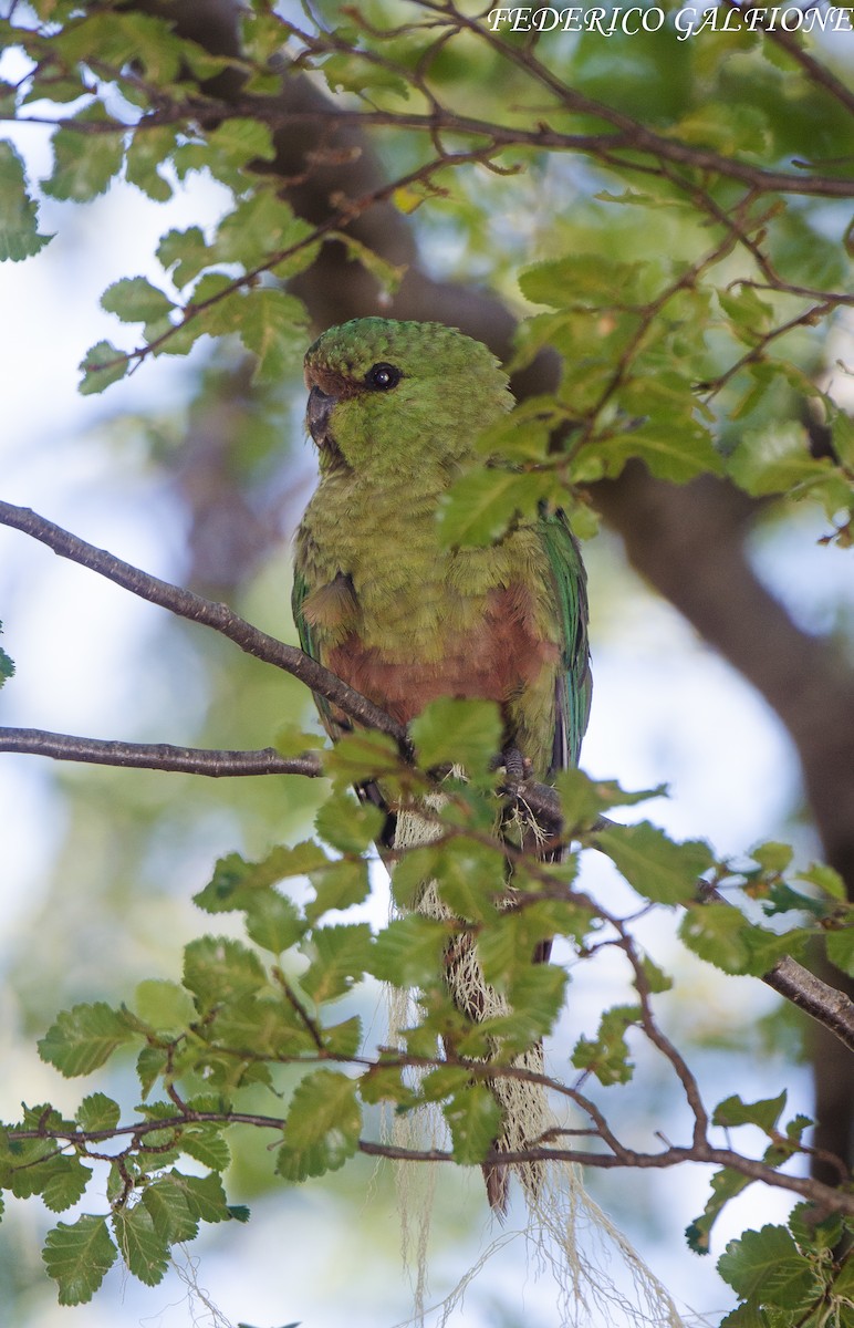 Austral Parakeet - ML639424928