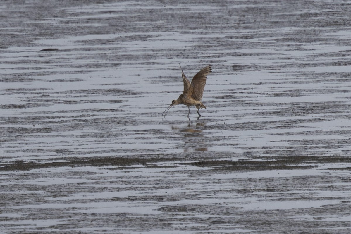 Long-billed Curlew - ML639424929