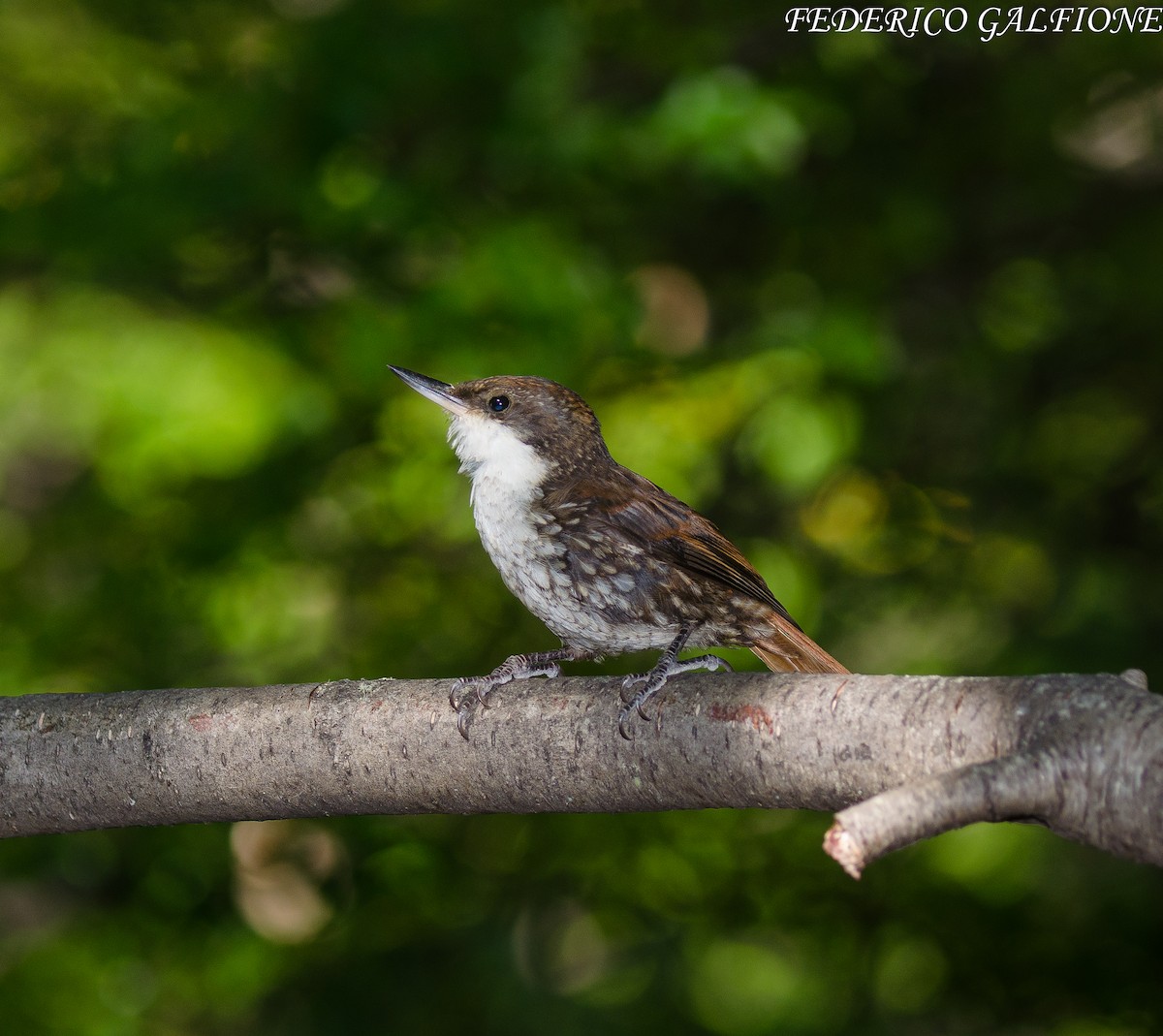 White-throated Treerunner - ML639424935