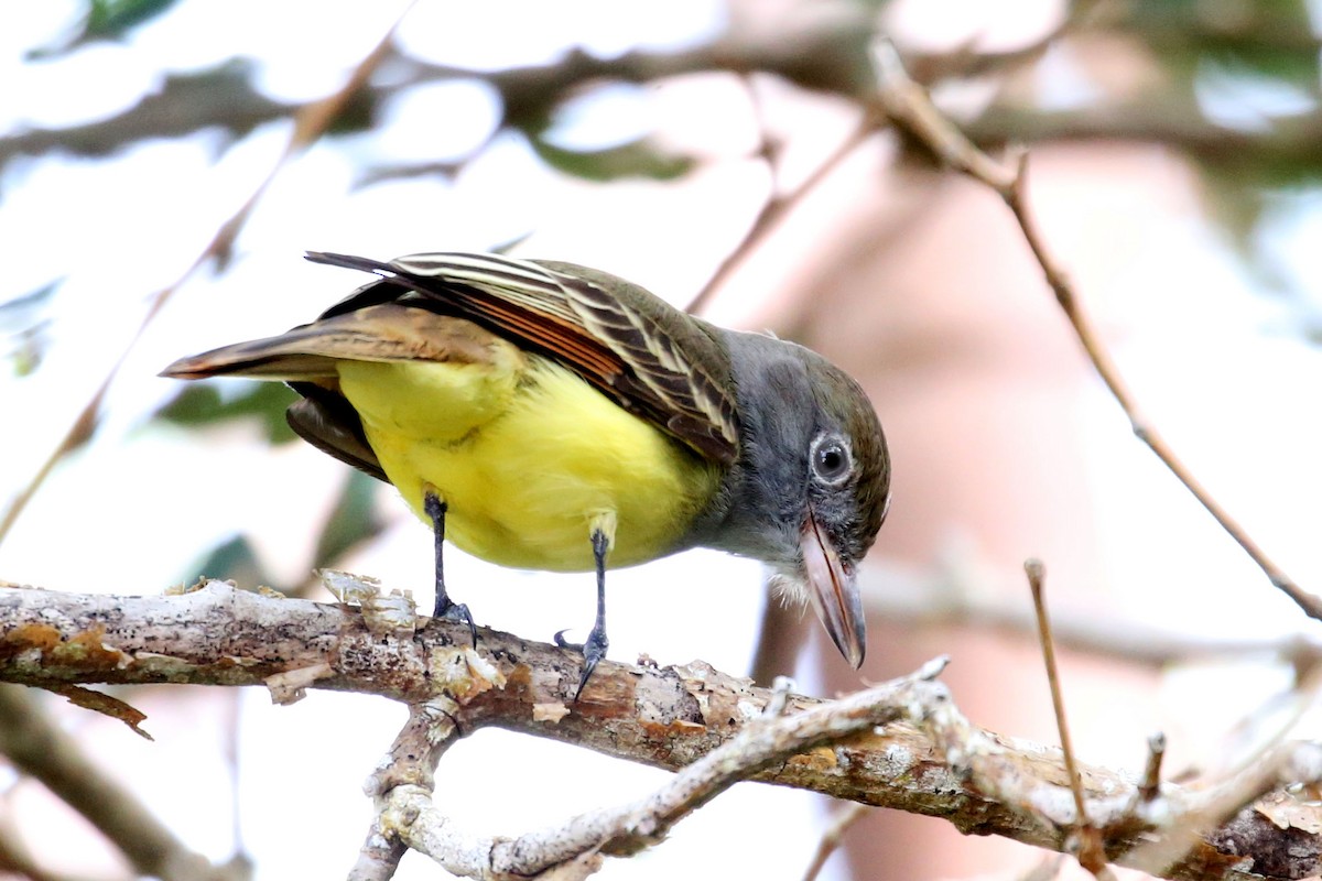 Great Crested Flycatcher - ML639424938