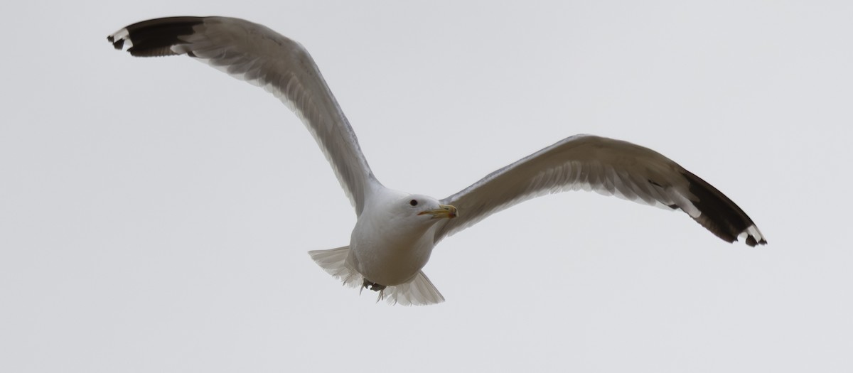 California Gull - ML639424940