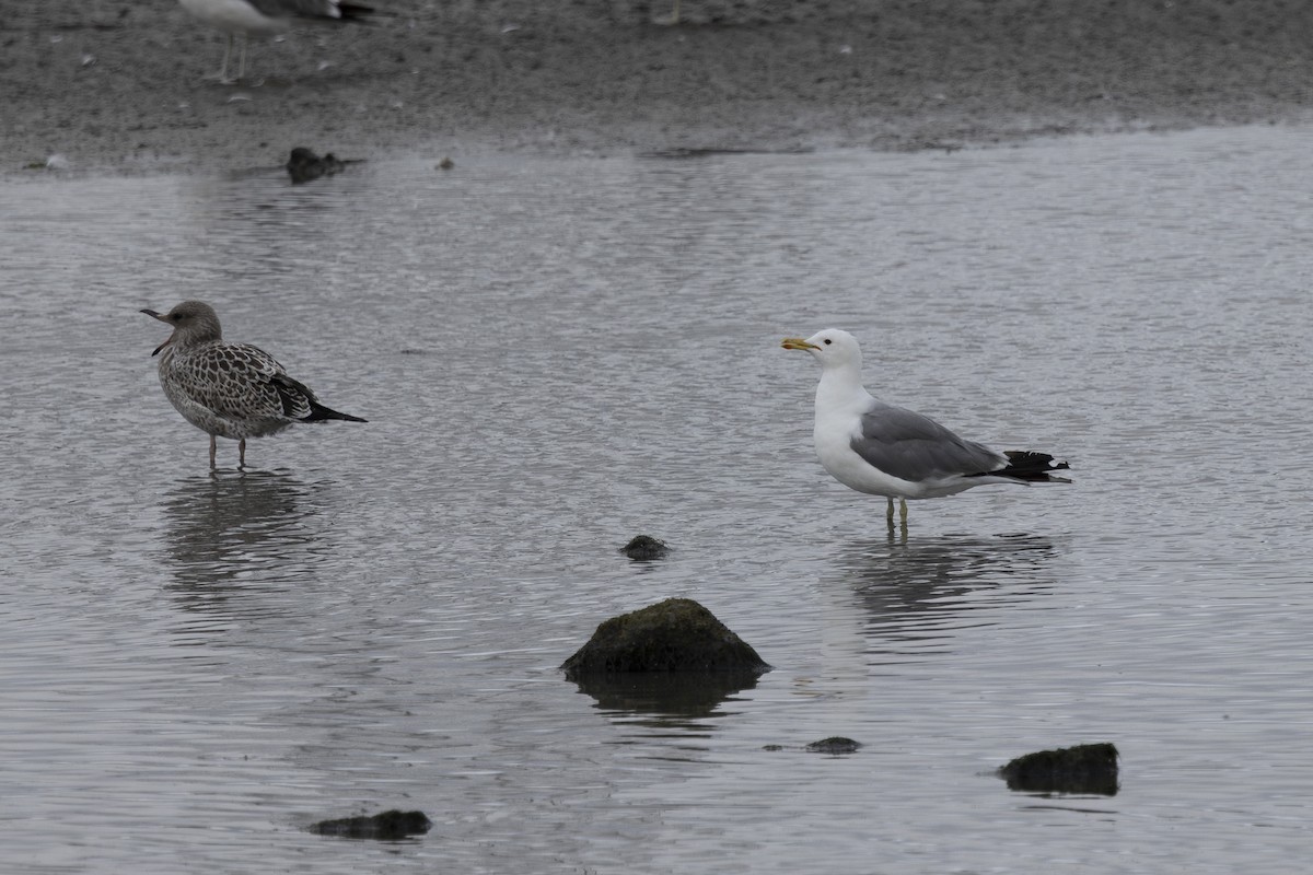 California Gull - ML639424941