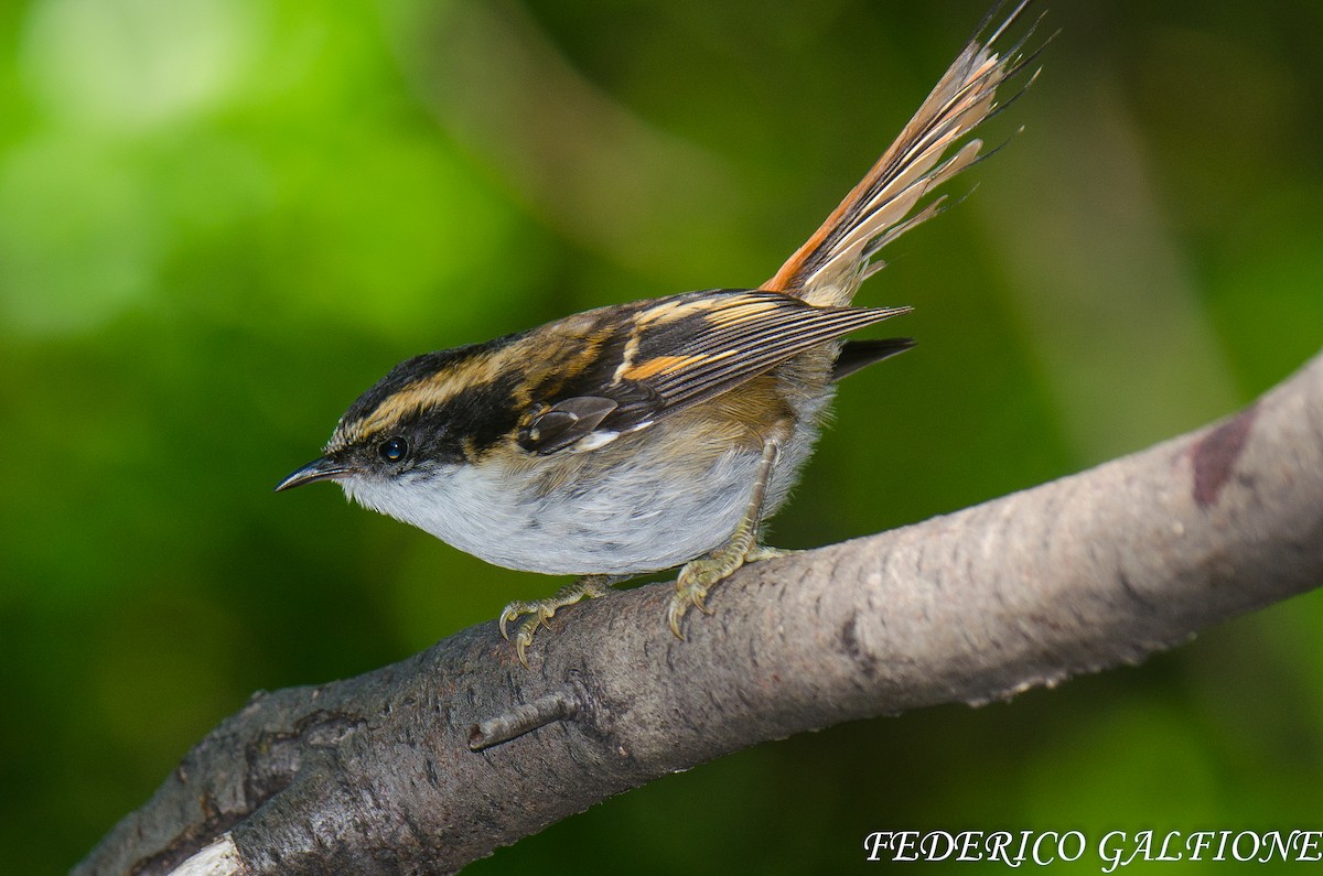 Thorn-tailed Rayadito - ML639424942