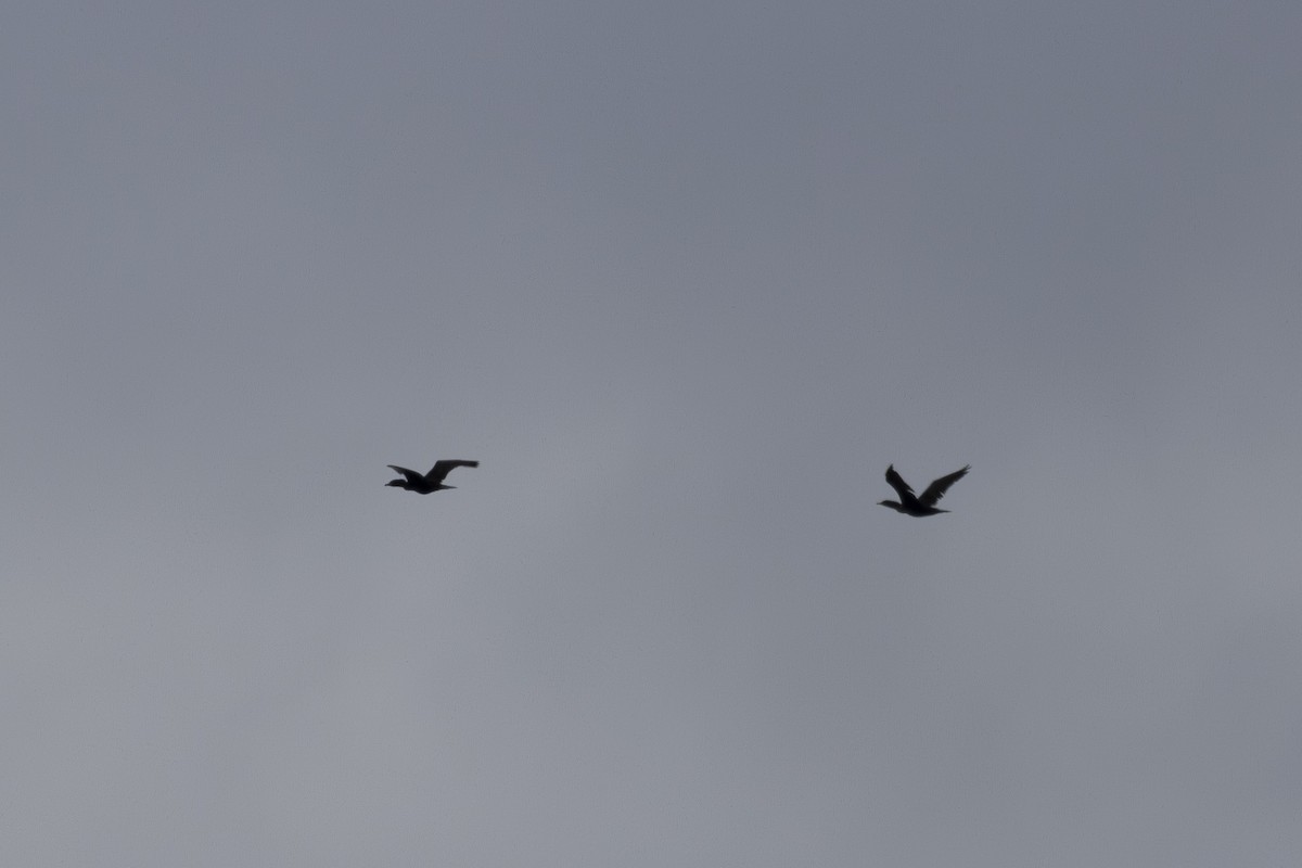 Double-crested Cormorant - ML639424947