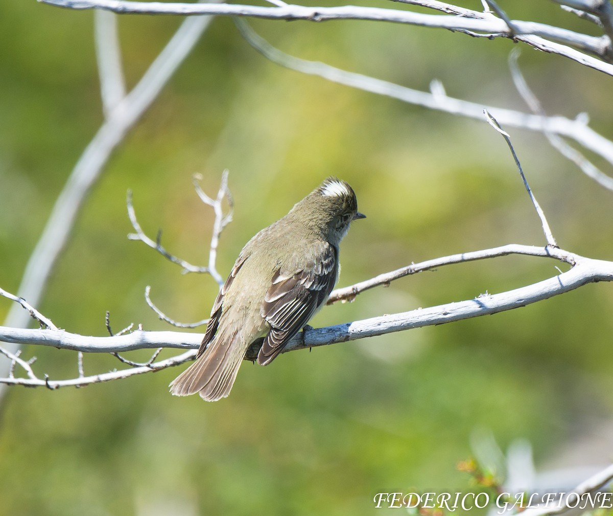 White-crested Elaenia - ML639424956