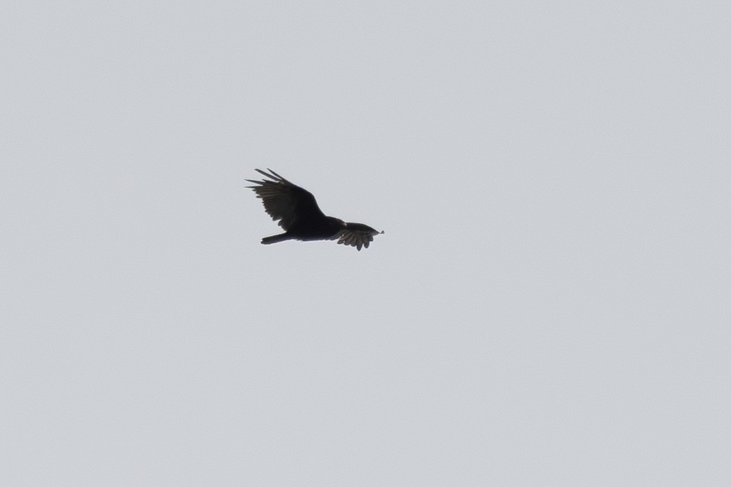Turkey Vulture - ML639424959