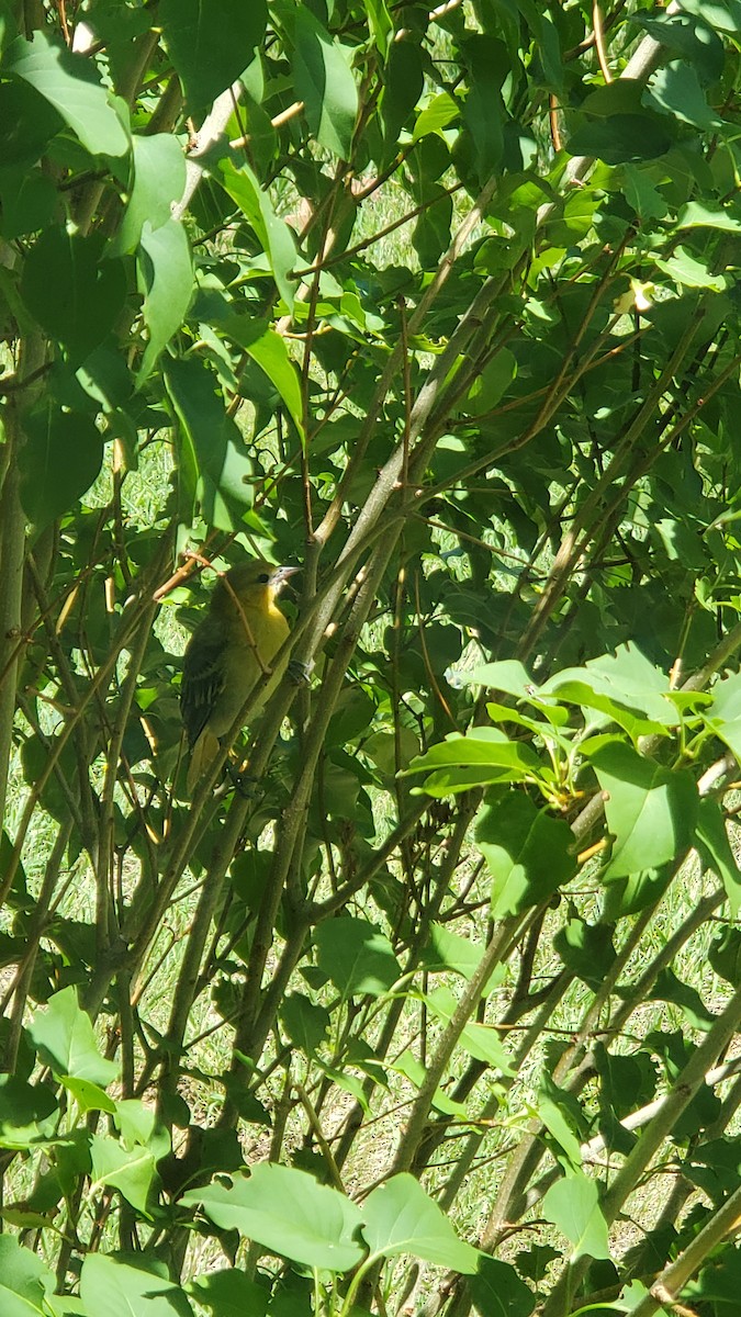 Bullock's Oriole - ML639424972