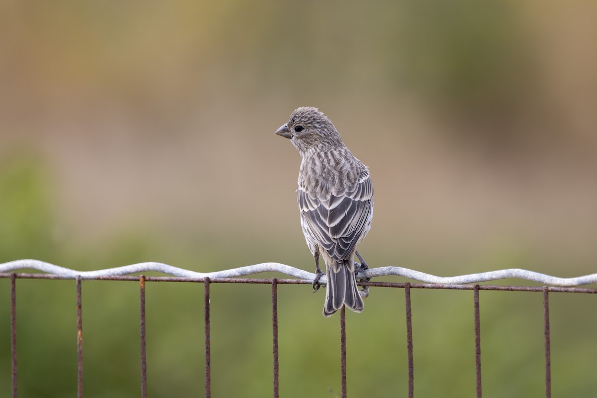House Finch - ML639425013