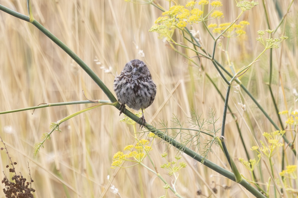 Song Sparrow - ML639425041