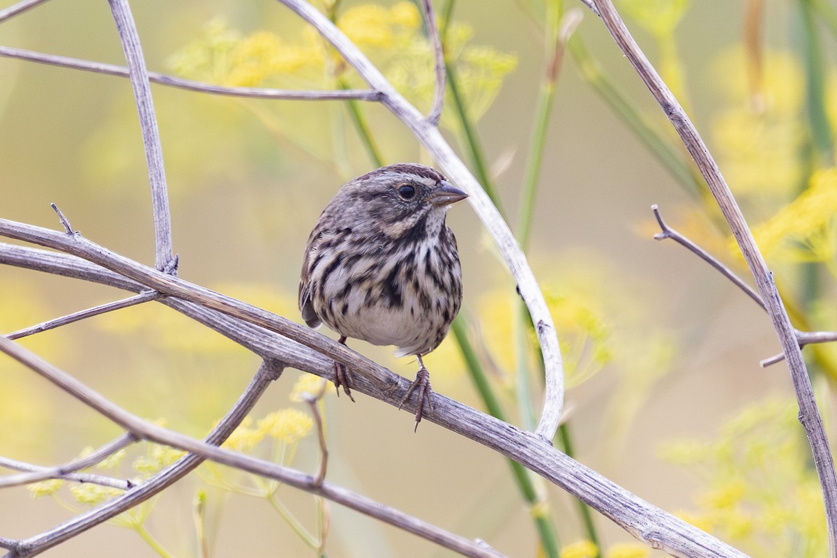 Song Sparrow - ML639425042