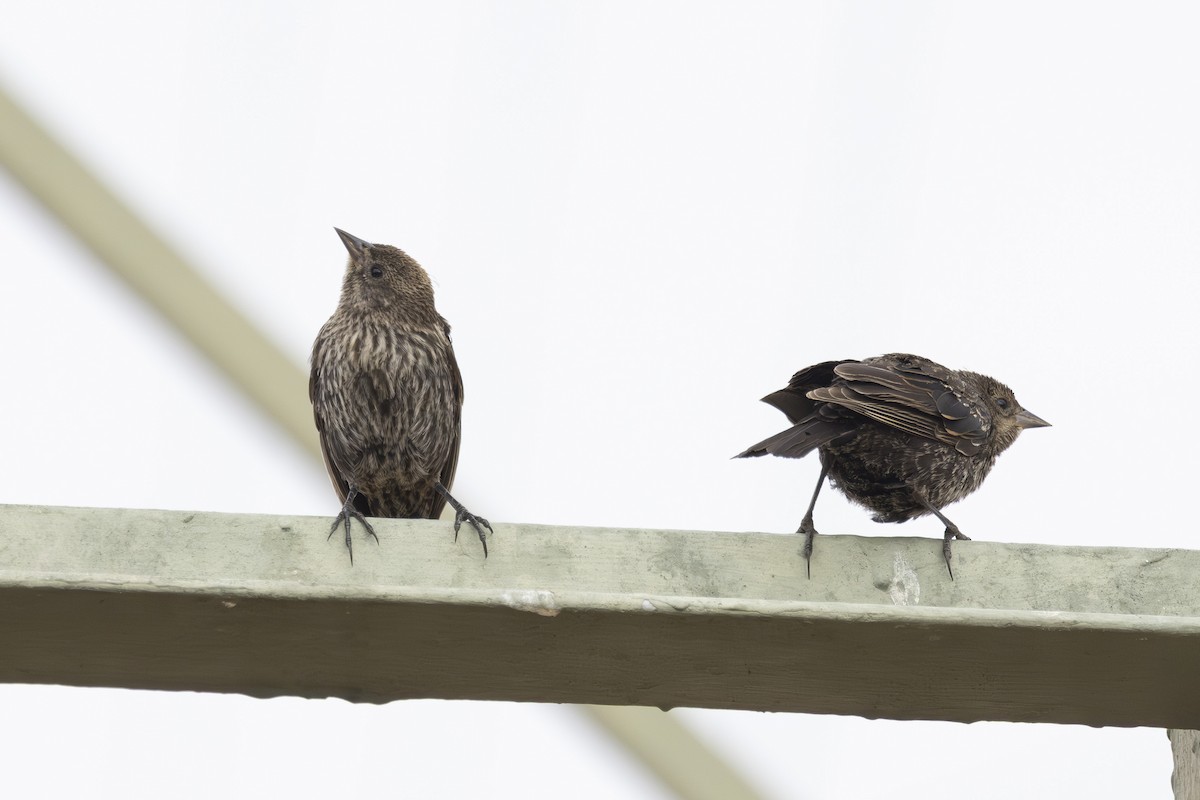 Red-winged Blackbird - ML639425050