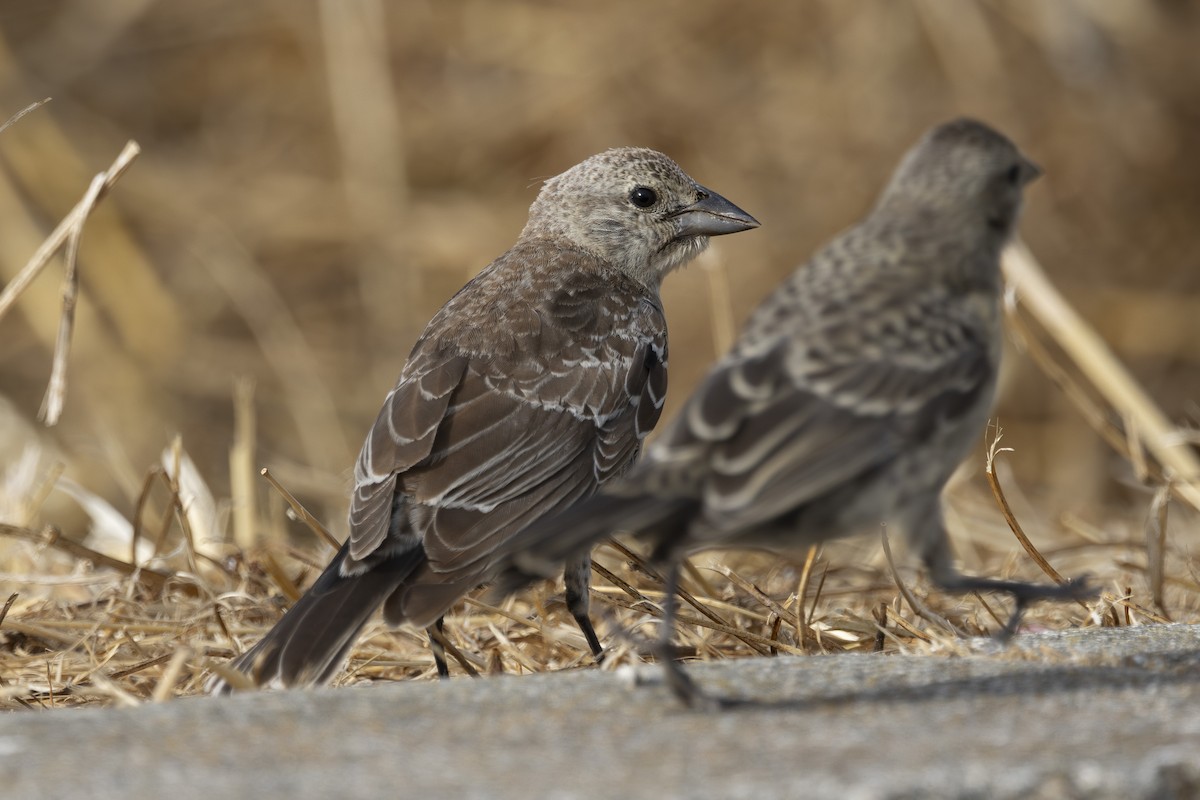 Brown-headed Cowbird - ML639425059