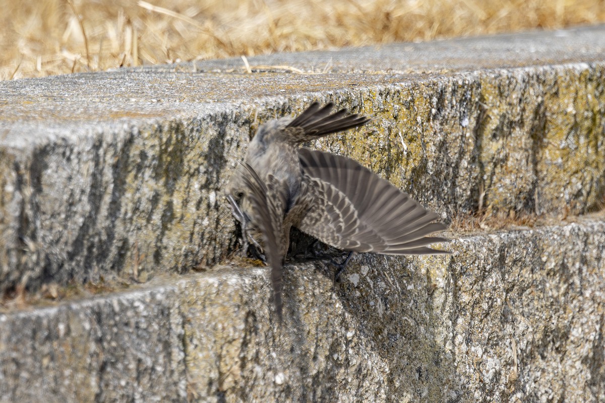 Brown-headed Cowbird - ML639425060