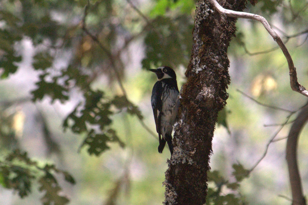 Acorn Woodpecker - ML639425111