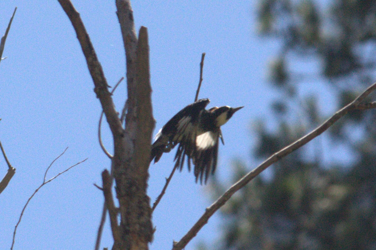 Acorn Woodpecker - ML639425113