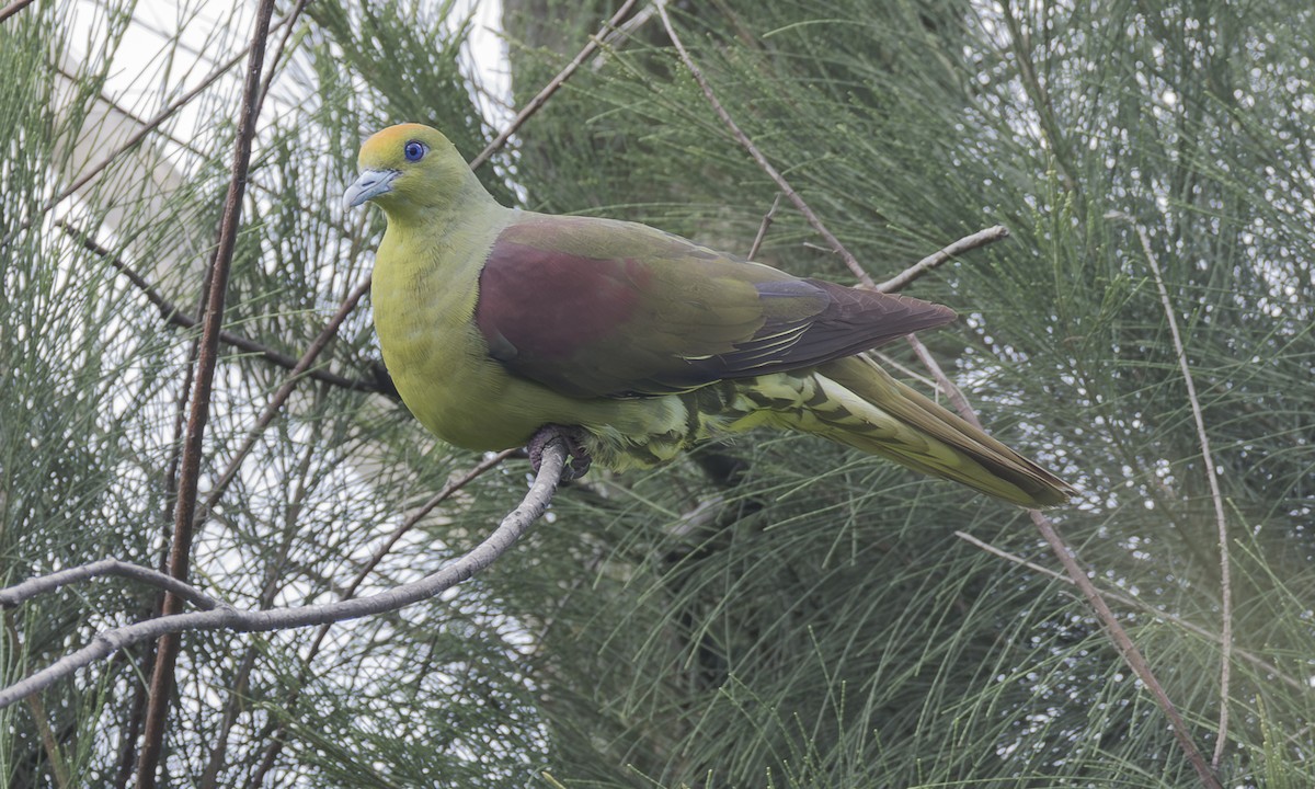 Whistling Green-Pigeon (Taiwan) - ML639425186