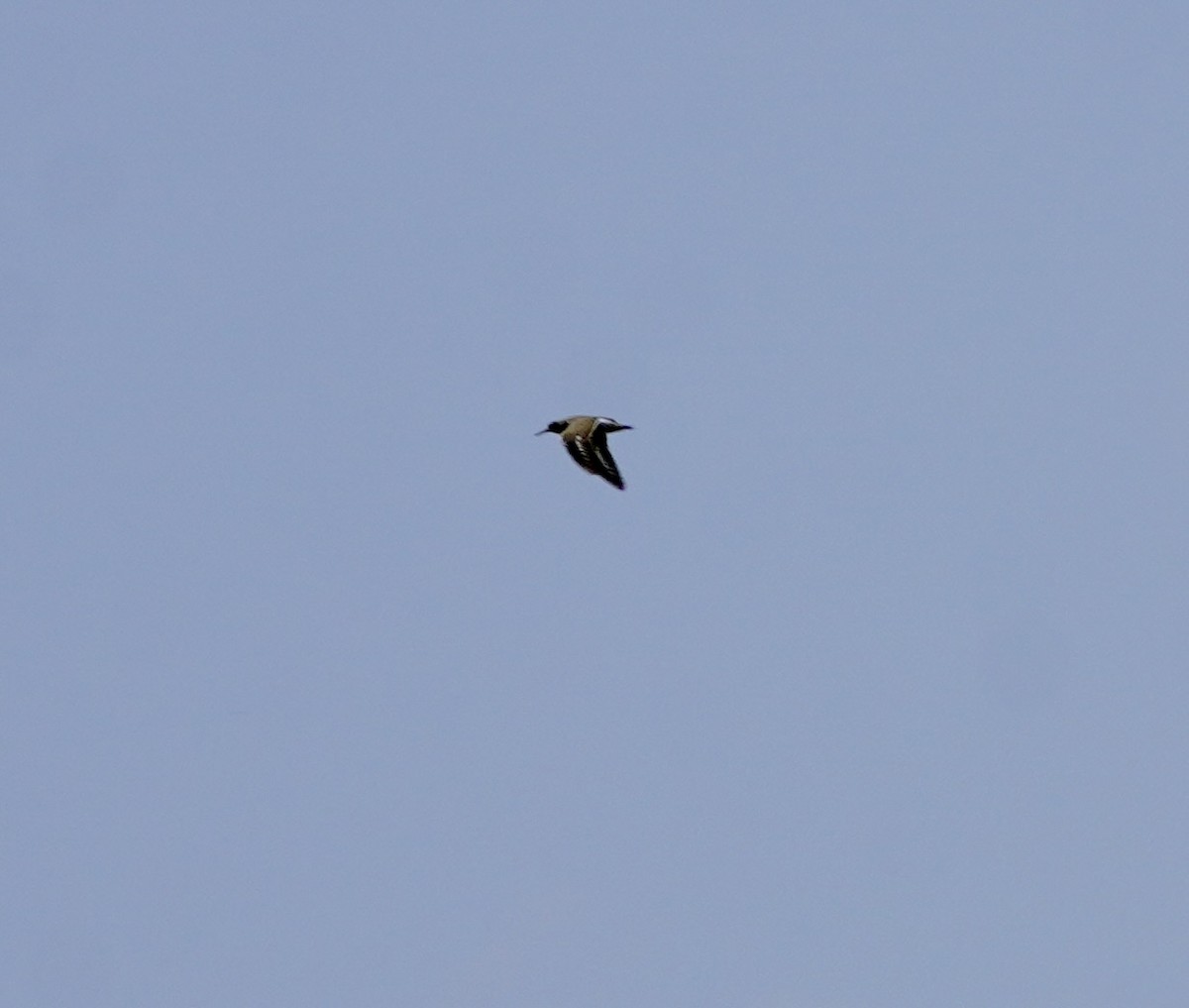 Spotted Sandpiper - ML639425193