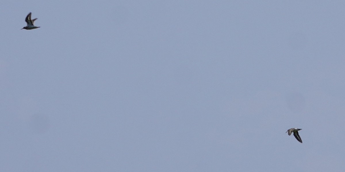 Spotted Sandpiper - ML639425208