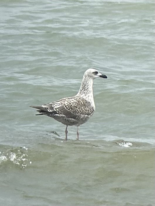 Great Black-backed Gull - ML639425227