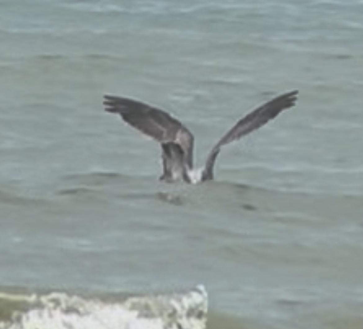 Great Black-backed Gull - ML639425228