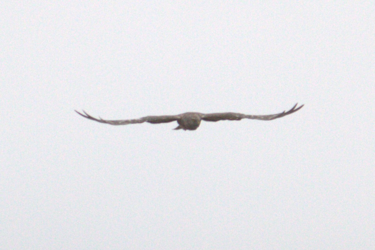 Northern Harrier - ML639425246