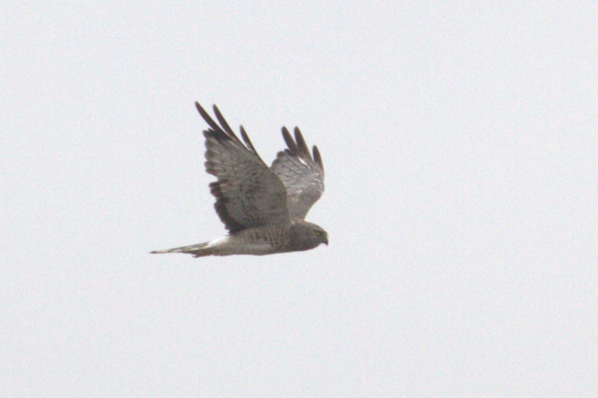 Northern Harrier - ML639425247