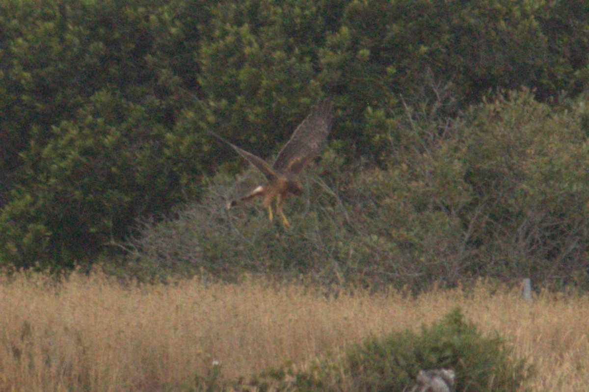 Northern Harrier - ML639425250