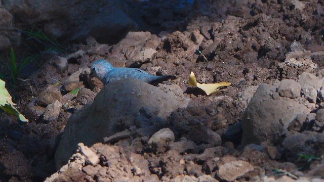 Common Ground Dove - ML639425258