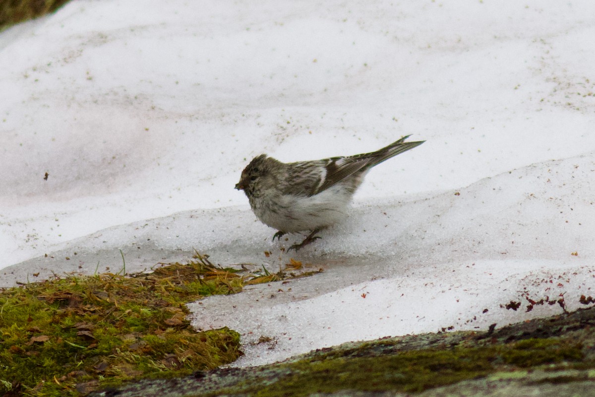 Redpoll (exilipes) - ML639425336