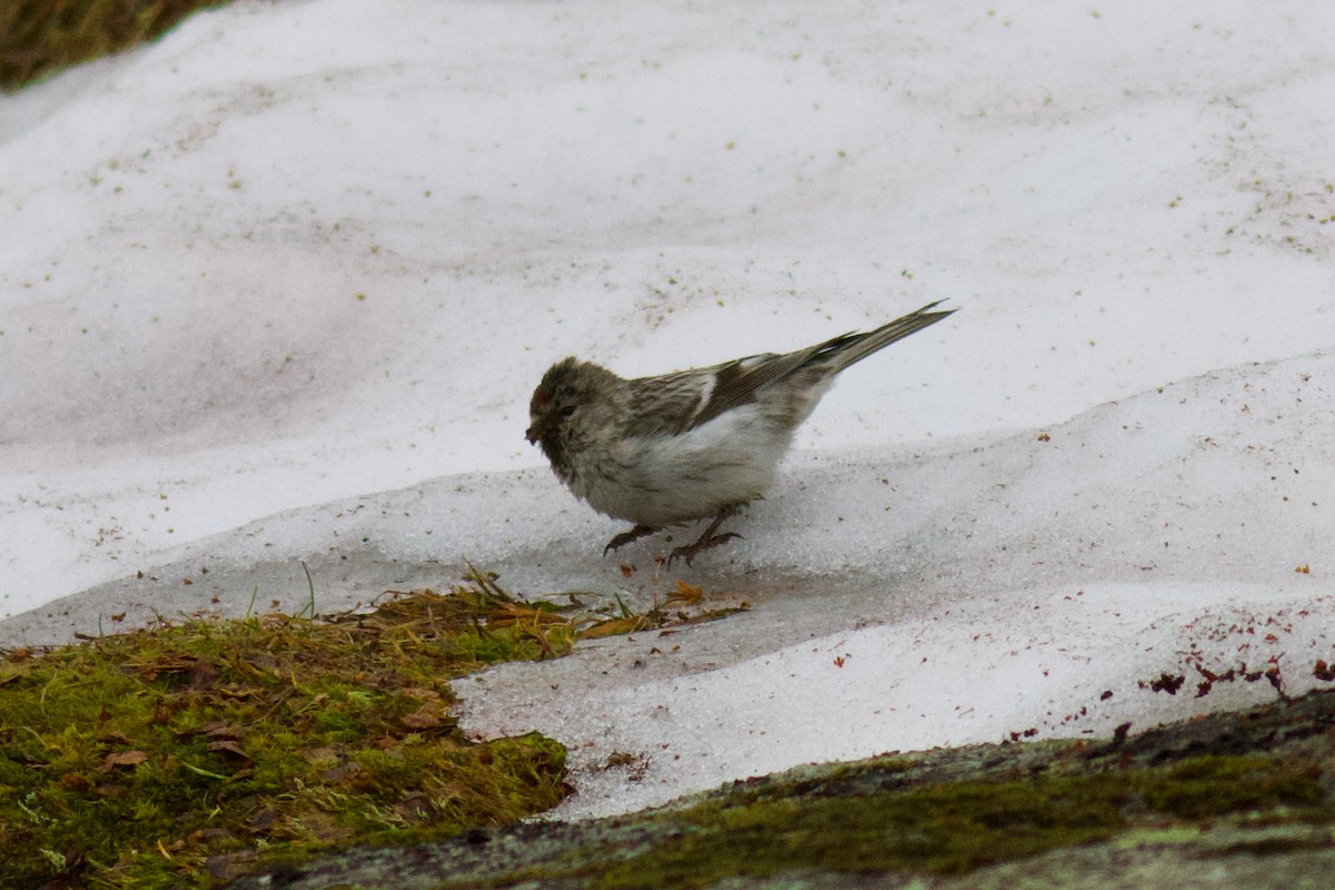 Redpoll (exilipes) - ML639425337