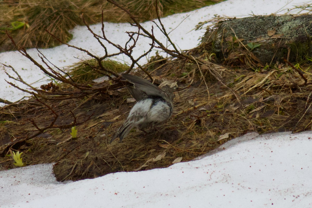 Redpoll (exilipes) - ML639425338