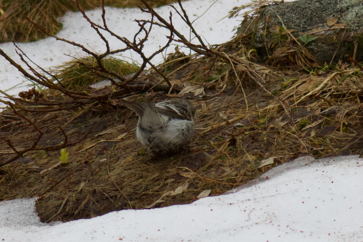 Redpoll (exilipes) - ML639425340